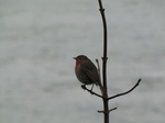 SX21404 Robin on branch.jpg